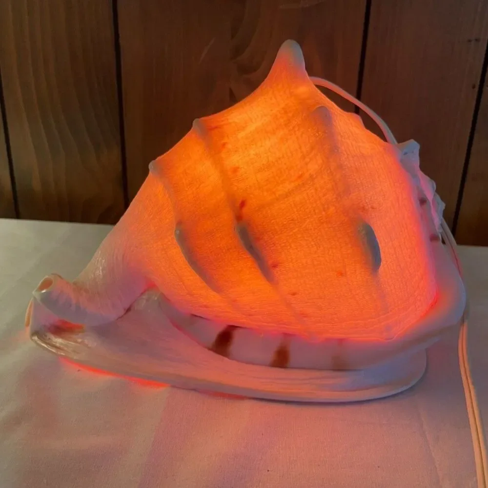 Queen conch shell lamp